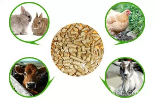 過期食物變成了動物的美味佳肴.jpg